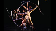 Pilobolus Pilobolus